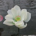 Cành hoa sen PU giả cao cấp